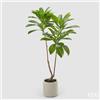 Enzo De Gasperi EDG Enzo De Gasperi Pianta Artificiale Elaeocarpus X2 con Vaso H160 cm