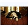 Candioli Comfy Cone Collare Veterinario Extra Large Cani