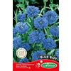 Germisem Blue Boy Semi di Fiordaliso 1.5 g