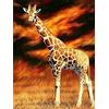 Pracht Creatives Hobby Set da dipingere con Diamanti, Quadro con Motivo Giraffa e Accessori, Dimensioni Circa 25 x 35 cm, Set da dipingere con Pietre Glitterate per Bambini dai 5 Anni in su