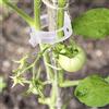 KINGLAKE 100 clip per piante da giardino, clip di supporto per piante da giardino, clip per fiori per fissare pomodori, verdure, cetrioli (bianco)