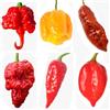 Semi Strani SEMISTRANI.IT - 60 Semi dei 6 PEPERONCINI PIU' PICCANTI DEL MONDO, Coll. 6 + Guida Coltivazione: CAROLINA REAPER RED, MORUGA SCORPION YELLOW, BROWN BHUTLAH, APOCALYPSE RED, HABALOKIA, ORANGE TIGER
