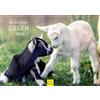 Edition Seidel Calendario Premium Il mondo delle capre 2026, formato DIN A4, calendario da parete con animali domestici, capra e capra