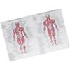 Poster di anatomia umana Muscolo scheletrico Insegnamento Immagine Pittura