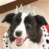 Lovelyshop Pet serie Argento Placcato Royal Strass Perla Completa Rotonda Cane/Gatto Corona per Costume Accessori Per Capelli-L