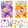 Qaestuan 81 Pezzi Fiori Secchi, Fiori Pressati Naturale, Fioris Pressati Secchi Ampia Varietà, Fioris Secchis per Resina, per Resina, Candele, Gioielli, Bomboniere, Scrapbooking e Decorazioni