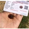 CERTIFICATO LABORATORIO 7 Mukhi RUDRAKSHA Saatmukhi Rudraksh 7 Face Rudraksha...
