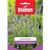 Blumen lavanda officinalis