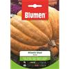 Blumen zucca atlantic giant