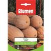 Blumen zucca violina