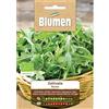 Blumen rucola coltivata