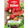 Blumen fragola rampicante