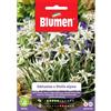 Blumen edelweiss o stella alpina