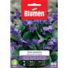 Blumen viola mammola delle quattro stagioni