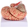 4D Smontato Anatomico Modello di Cervello Umano Anatomia modello di Insegnamento