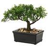 Briful Bonsai, piante finte in vaso in ceramica, albero di cedro giapponese, bonsai artificiale, decorazione per casa, scrivania, ufficio, bagno, cucina, casa colonica interno/esterno (Bonsai #02)