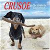 Willow Creek Press Crusoe the Celebrity Dachshund Calendario da parete 2026, 18 mesi, con fotografia a colori di bassotto, avventure e vacanze (30,5 x 30,5 cm)