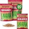 ZenGreens® - Semi di grano biologico - Scegli tra 10g, 200g e 500g - Germogli di grano - Germinazione superiore al 97% - Microgreens