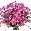 Ruiuzioong Ruiuzi 4 mazzi di Margherite Artificiali, Fiori Finti per Decorazione, Non sbiadiscono, Fiori Finti in plastica, per Giardino, Portico, da Appendere in Giardino o in Giardino Fuchsia
