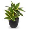 Oairse Sansevieria - Pianta artificiale a 2 teste, piccola pianta da interni, pianta di serpente, pianta artificiale come vera per casa, scrivania, bagno, camera da letto, soggiorno, decorazione, altezza 30
