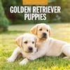 Red Robin Publishing Calendario da parete quadrato 2026 con cuccioli di Golden Retriever Red Robin Publishing