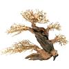 Aqpet Zen Bonsai Pine Legno Naturale Per Arredo In Acquario