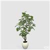 Enzo De Gasperi EDG Enzo De Gasperi Pianta Artificiale Aralia Vogue con Vaso H230 cm