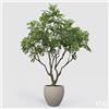 Enzo De Gasperi EDG Enzo De Gasperi Pianta Artificiale Dalbergia Vogue con Vaso H240 cm