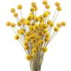 Minnhua 30PCS Fiori Secchi Decorativi Craspedia Secca Fiore Secco Naturale Giallo Billy Button Palline Pianta per Decorazione Matrimonio Casa Tavolo Vaso Organizzazione Fiori Floreale