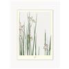 Poster and Frame Poster Jonquil -