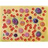 GIMA Modello cellule del sangue - Ingrandimento 2000X