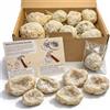British Fossils Break Your Own Geodes, confezione da 1 kg, contiene fino a 25 geodi