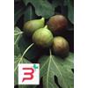 HERBOPLANET SRL MSA FICUS CARICA 50 ML