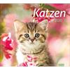Heye times&more Katzen Bildkalender. Wandkalender 2020. Monatskalendarium. Spiralbindung. Formato 30 x 27 cm