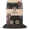 Sybotanica - Terricio per Alocasia 5 L - Substrato di cocco premium per Alocasia, Colocasia, Caladium - Senza torba - Concime organico 180 giorni - Ideale per piante da interno