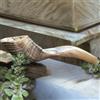 - Sans marque/Générique - Corno di Ram misura media 35 - 40 cm mezzo lucido Kosher Shofar da Gerusalemme