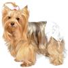 Camon Cane Pannolini Mutandina Tg. "Xs" 15/25 Cm Cf. (12 Pezzi)