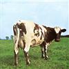 Pink Floyd ‎- Atom Heart Mother (CD, Album, UK Edition)