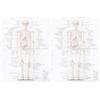 1pc Anatomical Poster Skeletal Anatomy Poster Anatomia umana Immagine Home Decor