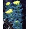 HERBOPLANET Hs112 Ananas Comp 48 Compresse