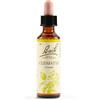 Schwabe Pharma Clematis Bach Orig 20 Ml