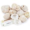 British Fossils Break Your Own Geodes - Confezione da 10