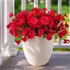 Aisamco Fiori di seta artificiale per la decorazione esterna, 12 fasci di fiori finti colorati gloria mattutina piante finte resistenti ai raggi UV per la porta d'ingresso fioriera portico patio cortile
