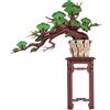 Rolife Puzzle 3D Legno Bonsai Modellismo da Costruire Adulti für Kinder Spielzeug Modellino DIY Kit (Elegant Evergreen Pine Bonsai)