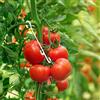 KINGLAKE 100 pz Supporto J Ganci di Supporto per Piante di Pomodoro Verdure di legante Clip prevenire pomodori Frutta Cluster da stringere o Cadere