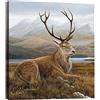 Tree-Free Greetings Tree-Free Saluto 85704 11,25 x 28,58 Centimetri Classic Elk Progettazione delle imbarcazioni Testo Design Wildlife Art Inglese Testo Inglese EcoArt