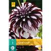 Jub Holland Dahlia Tartan - 1 PZ