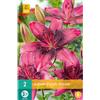 Jub Holland Lilium Purple Dream 14/16 - 2 PZ
