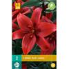 Jub Holland Lilium Red County 14/16 - 2 PZ