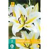 Jub Holland Lilium Baferrari 14/16 - 2 PZ